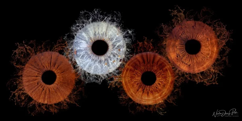 Quatre iris aux couleurs vives et détaillées sur fond noir, capturés par un photographe expérimenté en Seine-et-Marne (77). Les iris varient en couleur, avec des nuances dorange, de marron et de bleu éclatant. Chacun présente des motifs complexes, créant un affichage fascinant de textures.
