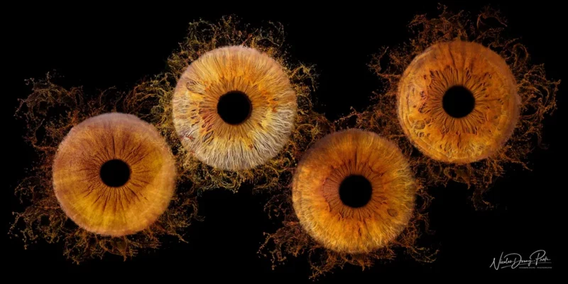 Quatre motifs diris orange vif aux détails complexes ressemblant à des motifs et des textures enflammés sont disposés en rangée horizontale sur un fond noir, semblables à des flammes tourbillonnantes rayonnant des pupilles - une capture saisissante dun photographe près de Seine-et-Marne (77).