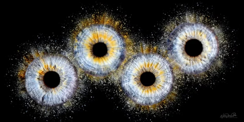 Lœuvre abstraite de quatre iris sur fond noir évoque lénergie cosmique que lon retrouve dans les galeries de Photographe Iris Seine-et-Marne (77), avec des couleurs vives comme le jaune, le bleu et le blanc qui ressemblent à des explosions dénergie ou à des explosions cosmiques. Chaque iris est entouré déclaboussures et détincelles rayonnantes.