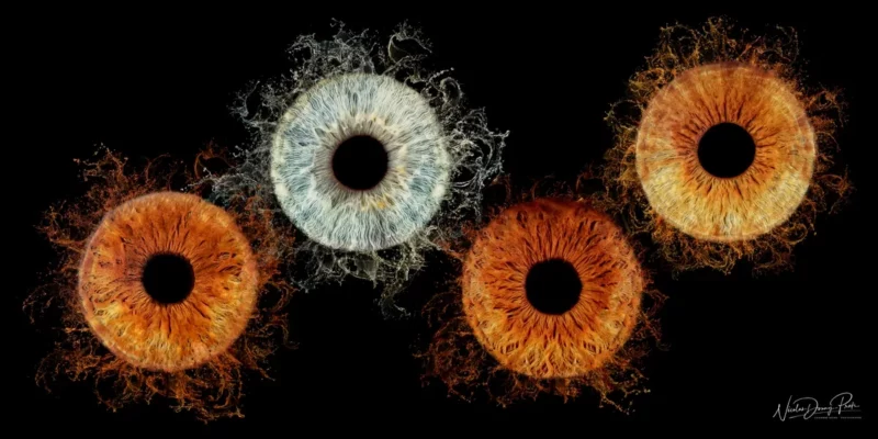 Une image artistique en gros plan réalisée par un photographe de Seine-et-Marne (77) montre cinq iris disposés en cercle sur un fond noir. Liris en haut à gauche est bleu avec des stries blanches, tandis que les autres présentent différentes nuances dorange, chacune avec des motifs complexes rayonnant à partir de la pupille.