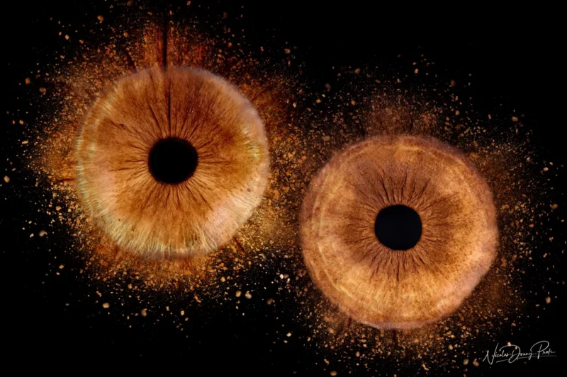 Deux gros plans diris réalisés par un photographe talentueux de Seine-et-Marne (77). Chaque iris, avec sa riche coloration brune et ses détails complexes, ressemble à des galaxies ou à des nébuleuses lointaines. Leffet texturé et éclaboussé sur le fond noir renforce leur aspect cosmique.