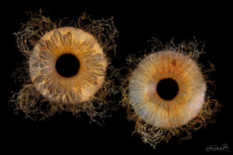 Gros plan de deux iris humains ressemblant à des formations cosmiques ou planétaires sur un fond noir. Prise par la photographe Iris Seine-et-Marne (77), liris gauche est principalement doré avec des motifs tourbillonnants, tandis que le droit présente un mélange de tons bleus et bruns avec des textures complexes.